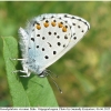 pseud vicrama male3 volg